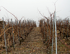 Swiss vines