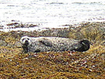 Seal